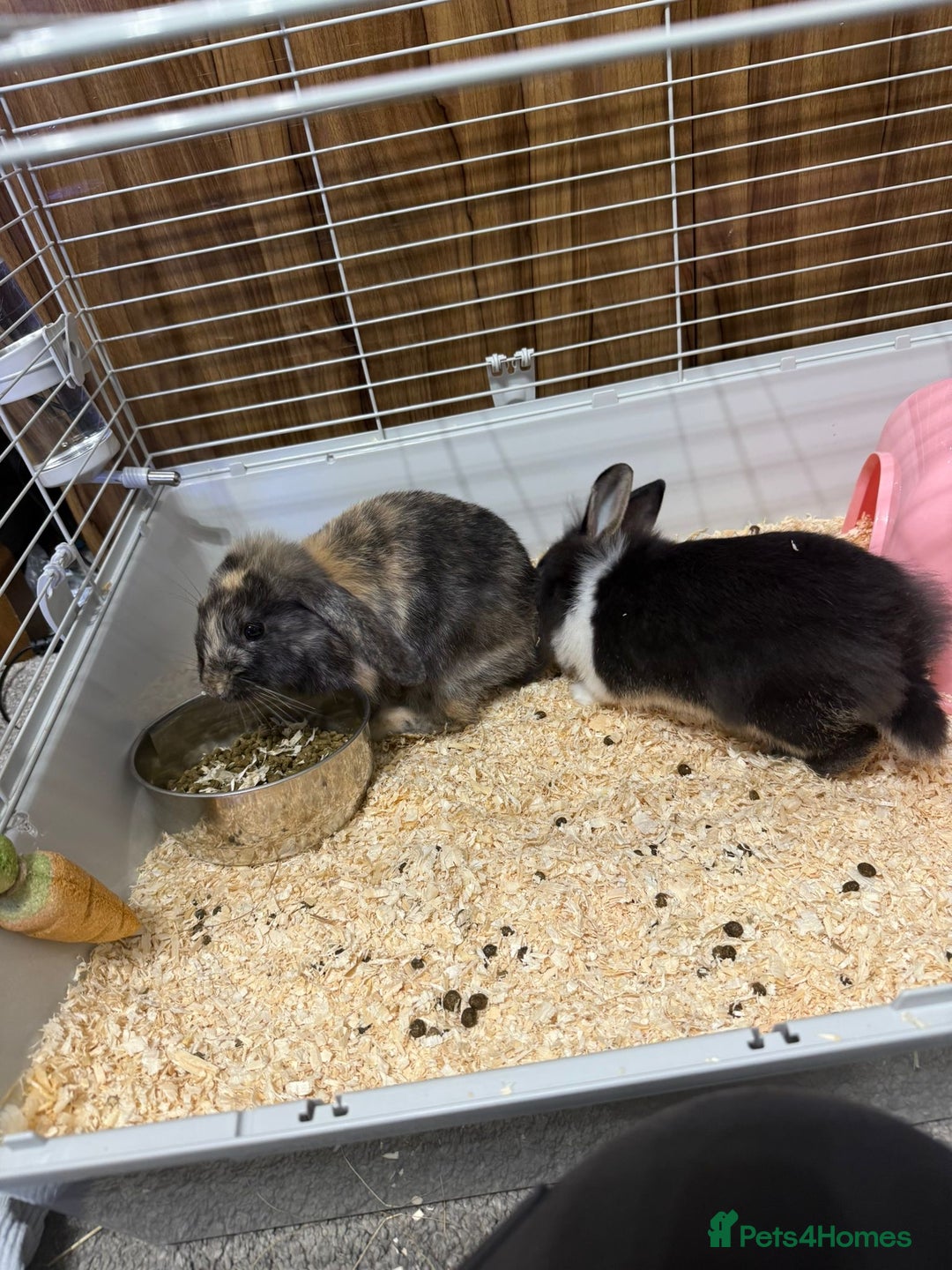 Mixed Breed rabbits for sale: Rabbits for rehoming - Advert 5