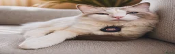 Ragcoon cats for sale: Ragcoon kittens 🐾  - Advert 2