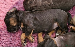 Cocker Spaniel dogs for sale: 8 AMAZING KC REG WORKING COCKER SPANIEL PUPPIES - Image 17