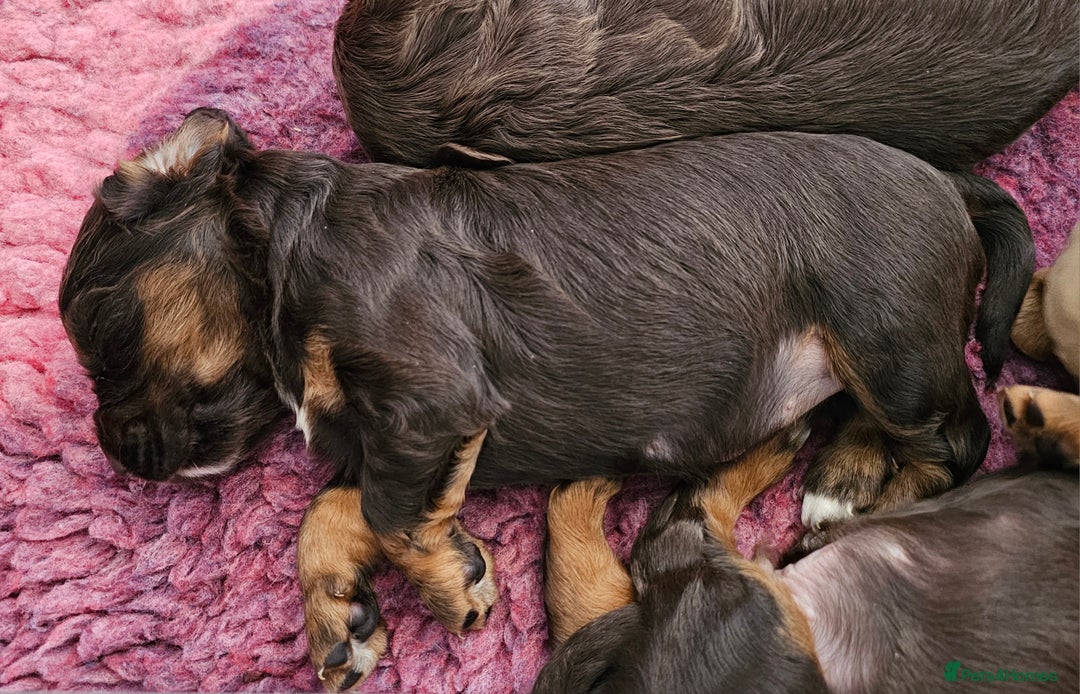 Cocker Spaniel dogs for sale: 8 AMAZING KC REG WORKING COCKER SPANIEL PUPPIES - Image 17