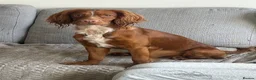 Cocker Spaniel dogs for sale: Beautiful red male cocker spaniel  - Advert 2