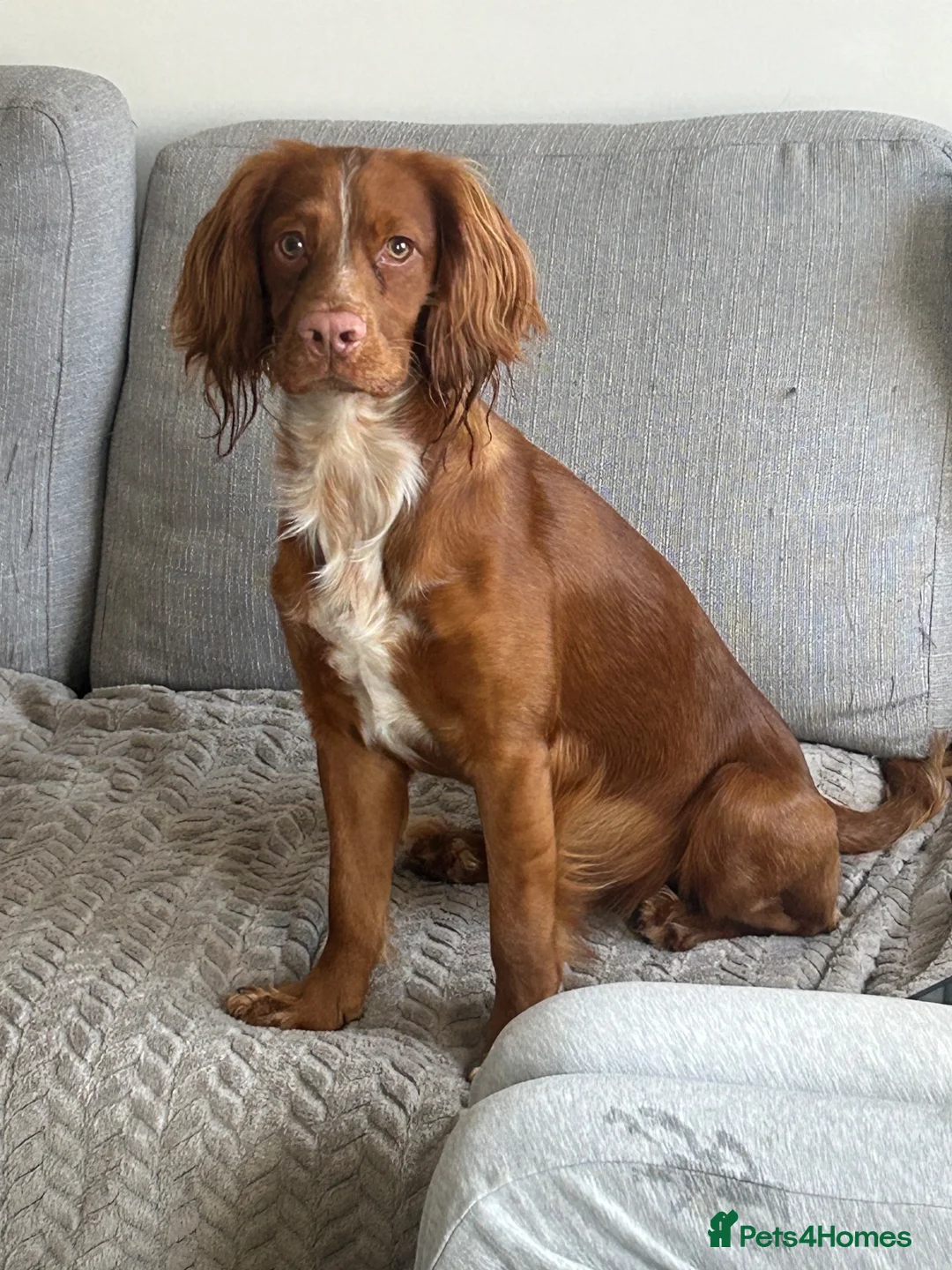 Cocker Spaniel dogs for sale: Beautiful red male cocker spaniel  - Advert 2