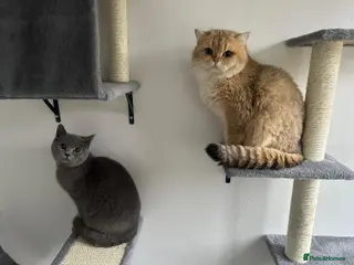 British Shorthair cats Black Golden British Shorthair Kittens for Sale - Advert 1