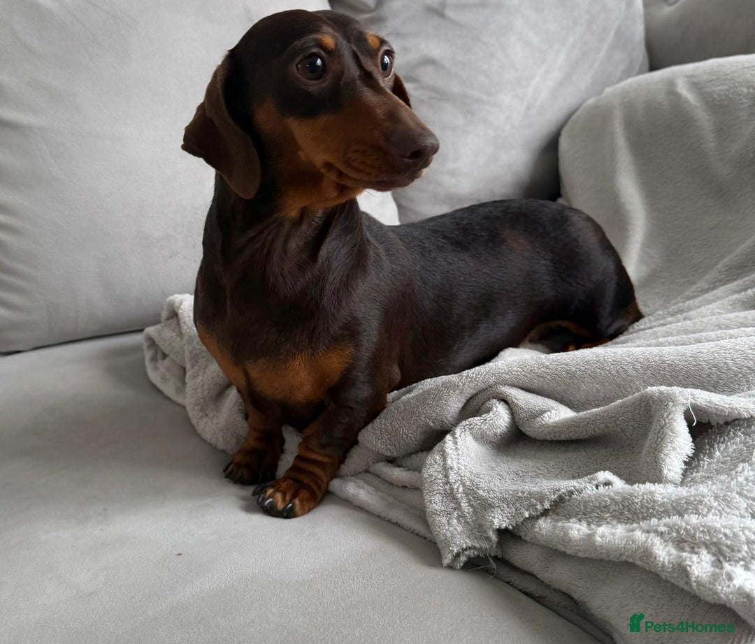 Miniature Dachshund dogs for sale: Beautiful lulu miniature dachshund  - Image 22