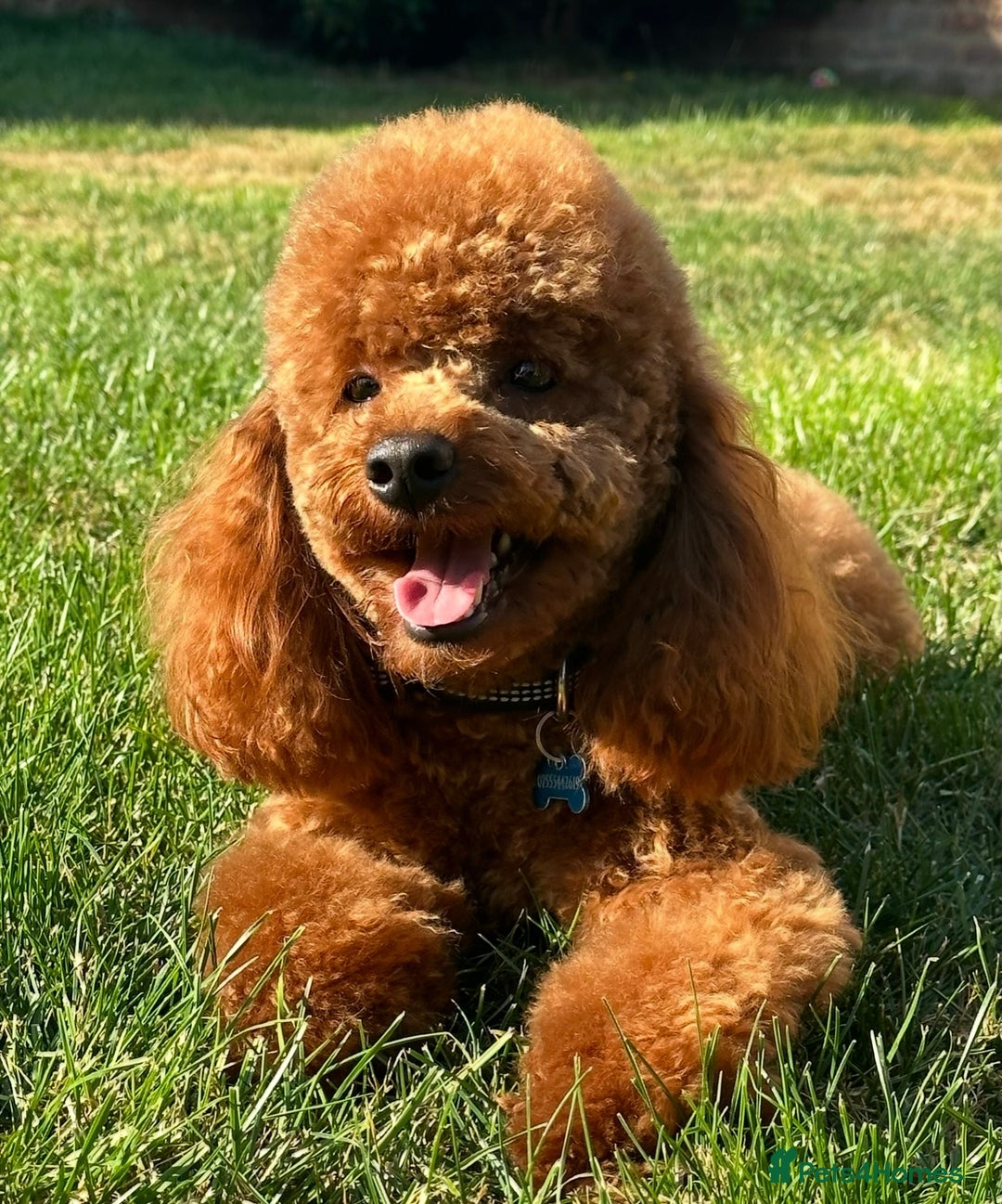 Toy Poodle dogs for sale: Toy poodles  - Image 9