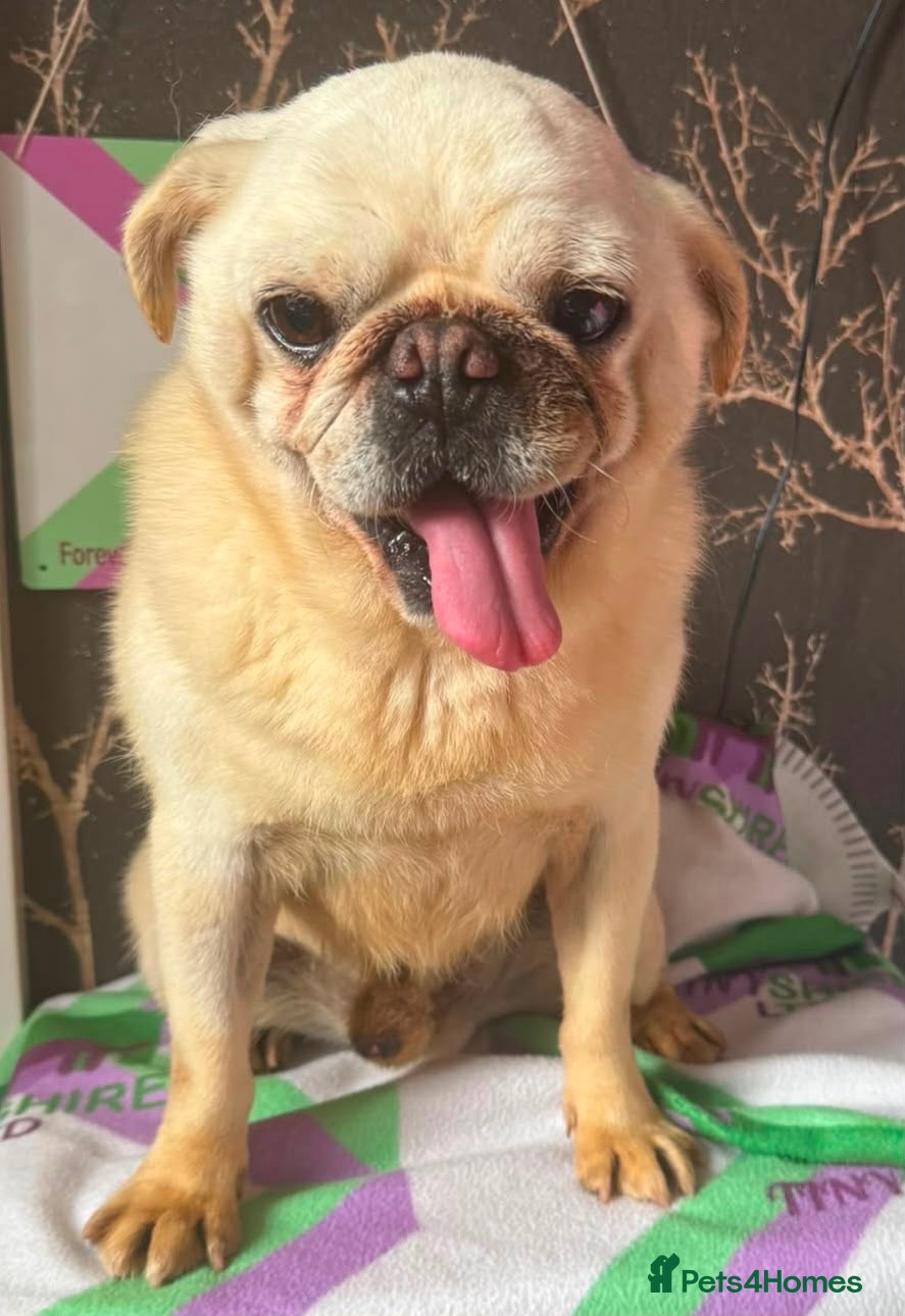 Pug dogs Adult white pug neutered retired home required  - Advert 4