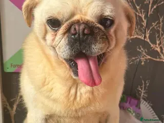 Pug dogs Adult white pug neutered retired home required - Advert 4