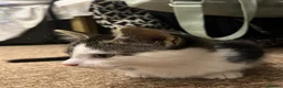 Mixed Breed cats for sale: The cutest mixed breed trio - Advert 13