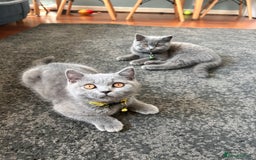 British Shorthair cats for sale: Lovely mom's 1st kittens! - Image 7