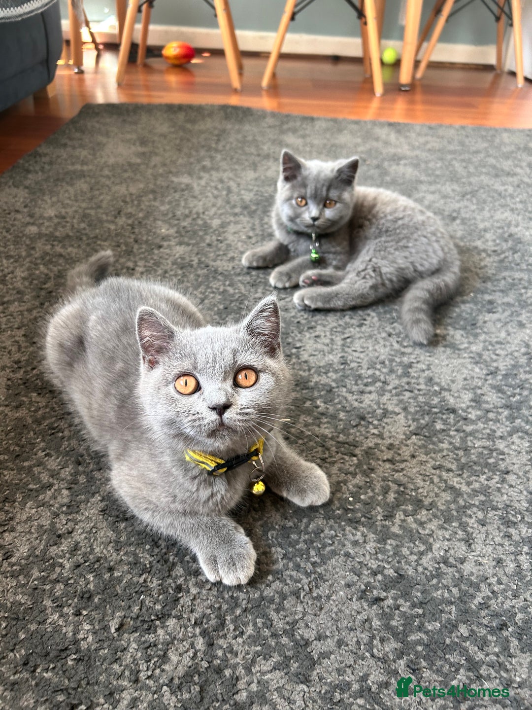 British Shorthair cats for sale: Lovely mom's 1st kittens! - Image 7