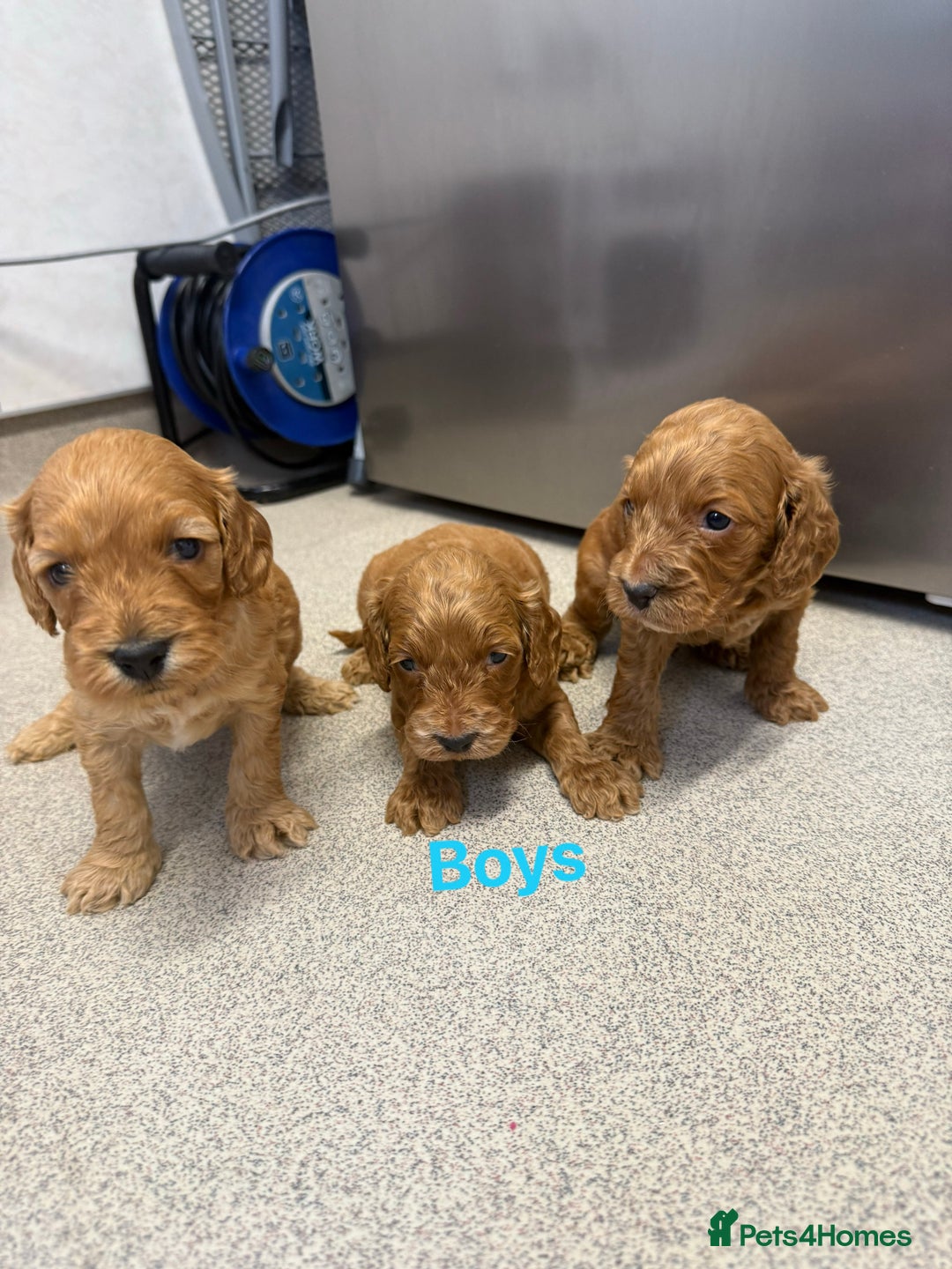 Cockapoo dogs for sale: 6 F1 cockapoo puppies 💕💙 - Image 9