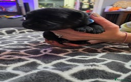 German Shepherd dogs for sale: Amazing german shepherd puppies for rehousing  - Advert 7