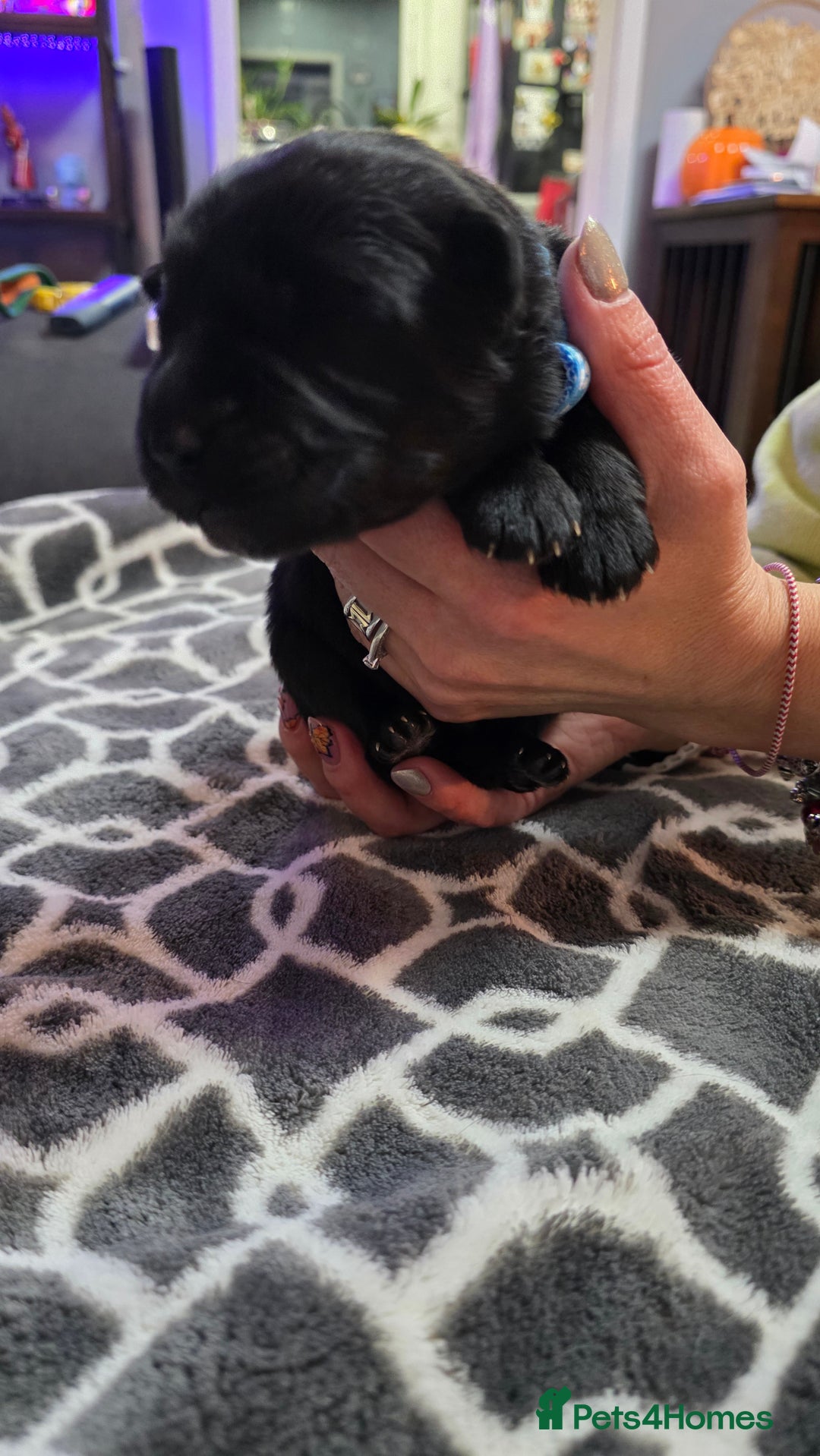 German Shepherd dogs for sale: Amazing german shepherd puppies for rehousing  - Advert 7