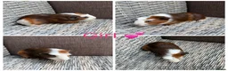 Guinea Pig rodents for sale: Male & Female piggies looking for new laps - Advert 18