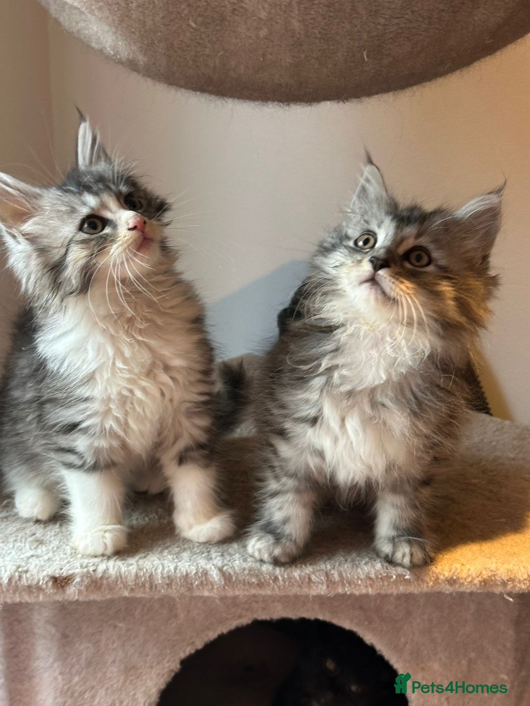 Maine Coon cats for sale: Stunning Mainecoon Kittens - Advert 10