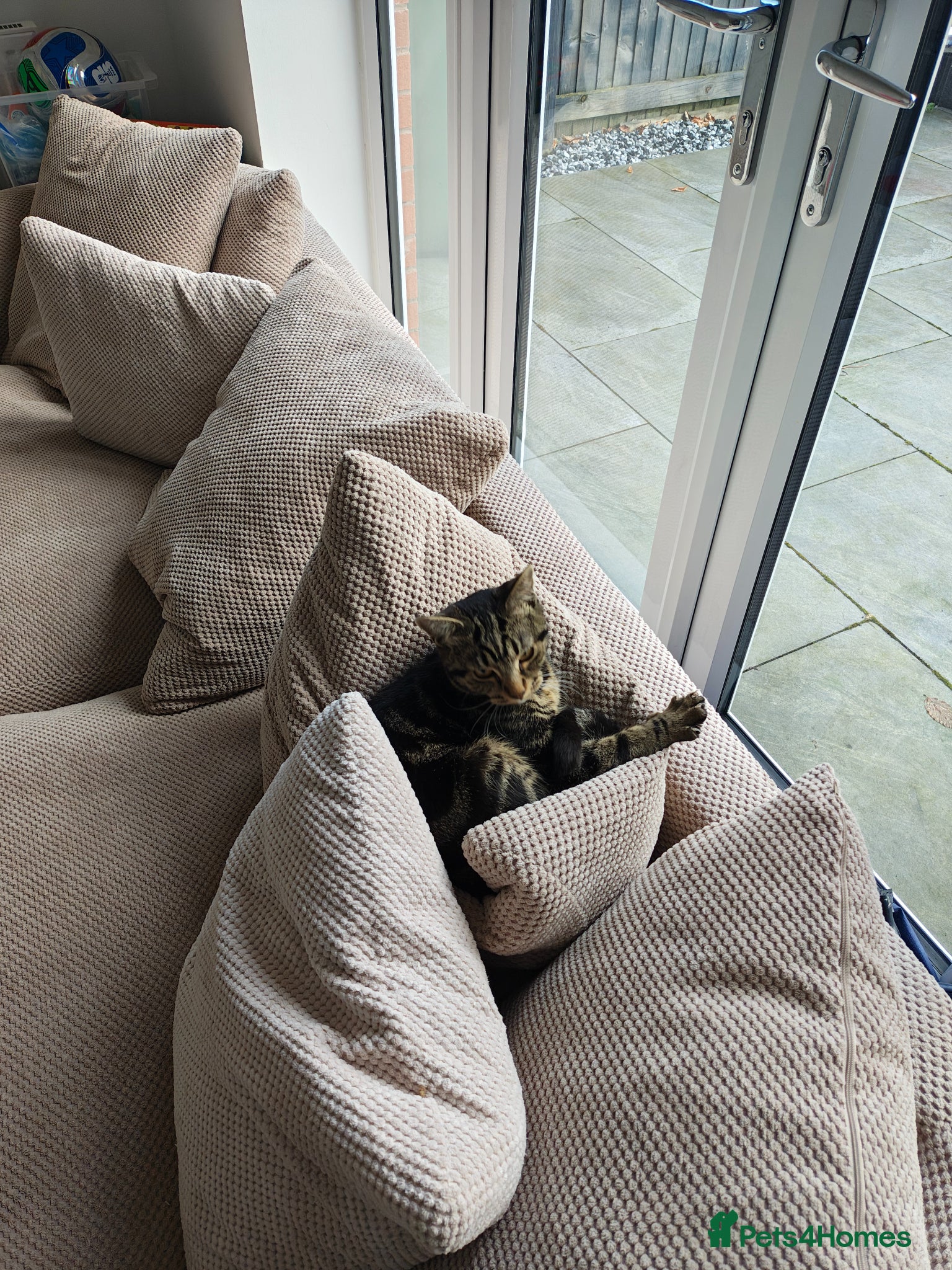 Mixed Breed cats Two Kittens For Sale Nala and Steve  - Advert 1