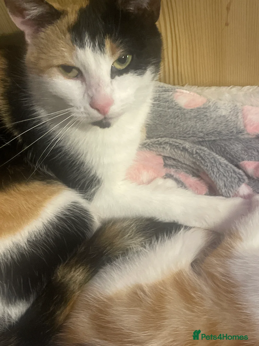 Domestic Shorthair cats for sale: 4 kittens - Advert 1