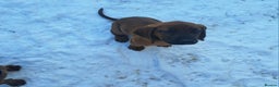 Bavarian Mountain Hound dogs for sale: Bavarian mountain hound pups for sale - Advert 3