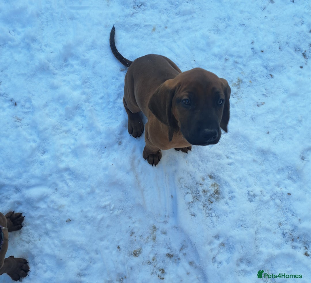 Bavarian Mountain Hound dogs for sale: Bavarian mountain hound pups for sale - Advert 3
