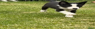 Border Collie Puppy 3