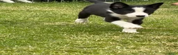 Border Collie dogs for sale: ⭐️BORDER COLLIE PUPS⭐️ READY TO GO - Advert 16