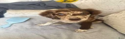 Sprocker dogs for sale: Puppy for rehoming - Advert 5