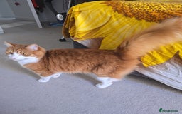 Mixed Breed cats for sale: Simba ginger mixed breed  - Image 2