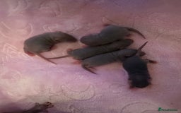 Rat rodents for sale: 🐭✨ Baby Dumbo Rats Looking for Forever Homes  - Image 3