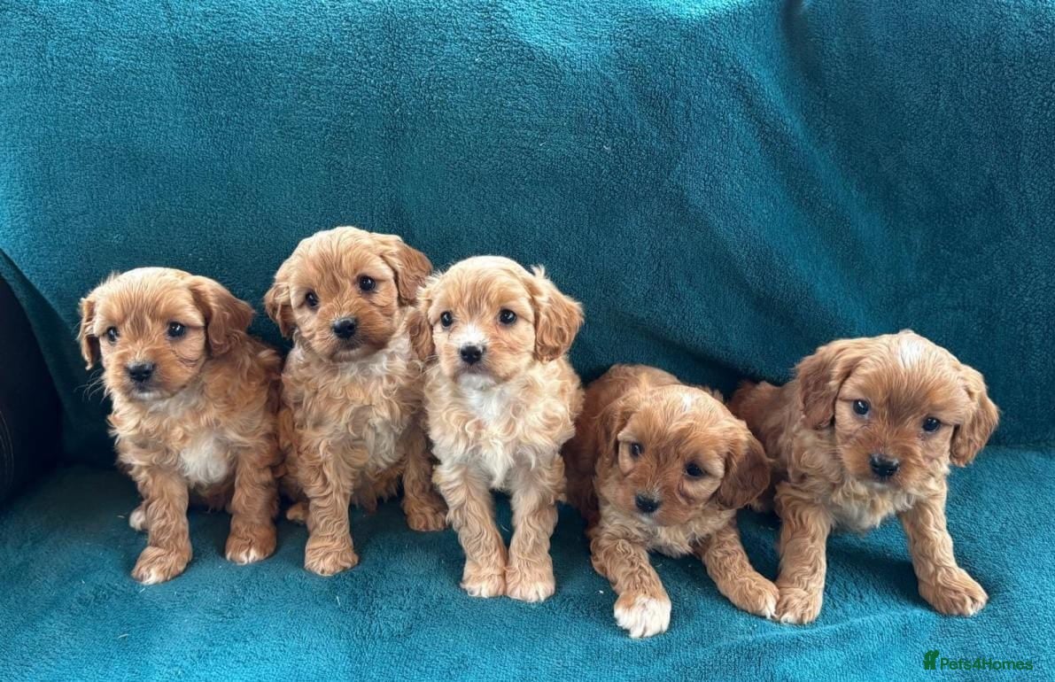 Cavapoo dogs Cavapoo puppies - Advert 5