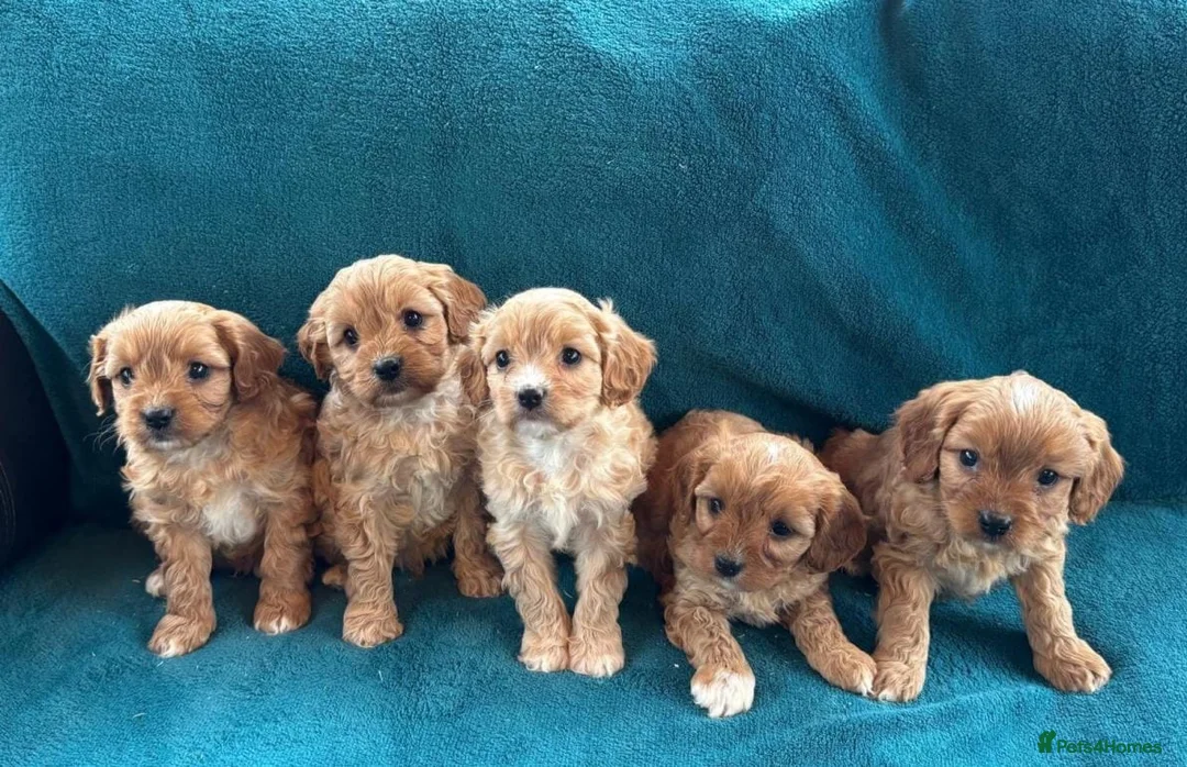 Cavapoo dogs for sale: Cavapoo puppies - Advert 1