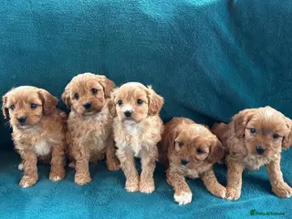 Cavapoo dogs Cavapoo puppies - Advert 5