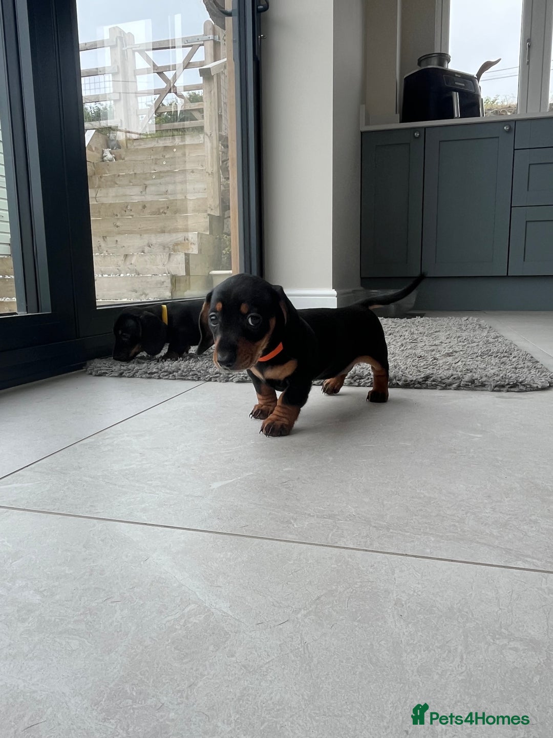 Miniature Dachshund dogs for sale: One beautiful Beautiful girl left  💜🐶  - Image 30