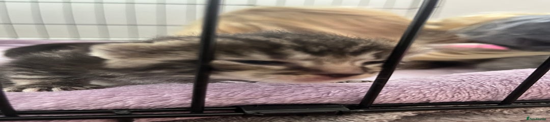 British Shorthair Kitten 6
