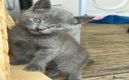 British Shorthair cats for sale: British shorthair kittens  - Image 2