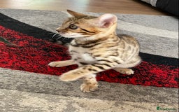 Bengal cats for sale: Bengal kittens - Image 24