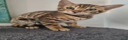 Bengal cats for sale: Stunning snow and brown bengal kittens - Advert 3
