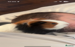 Guinea Pig rodents for sale: 2 male guinea pigs - Advert 2