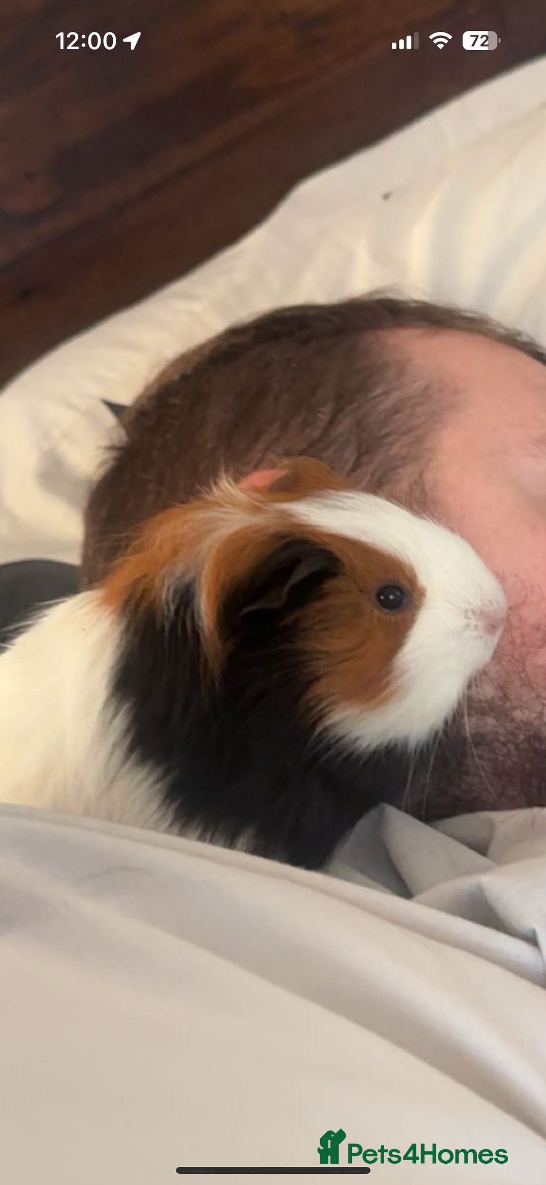 Guinea Pig rodents for sale: 2 male guinea pigs - Advert 2