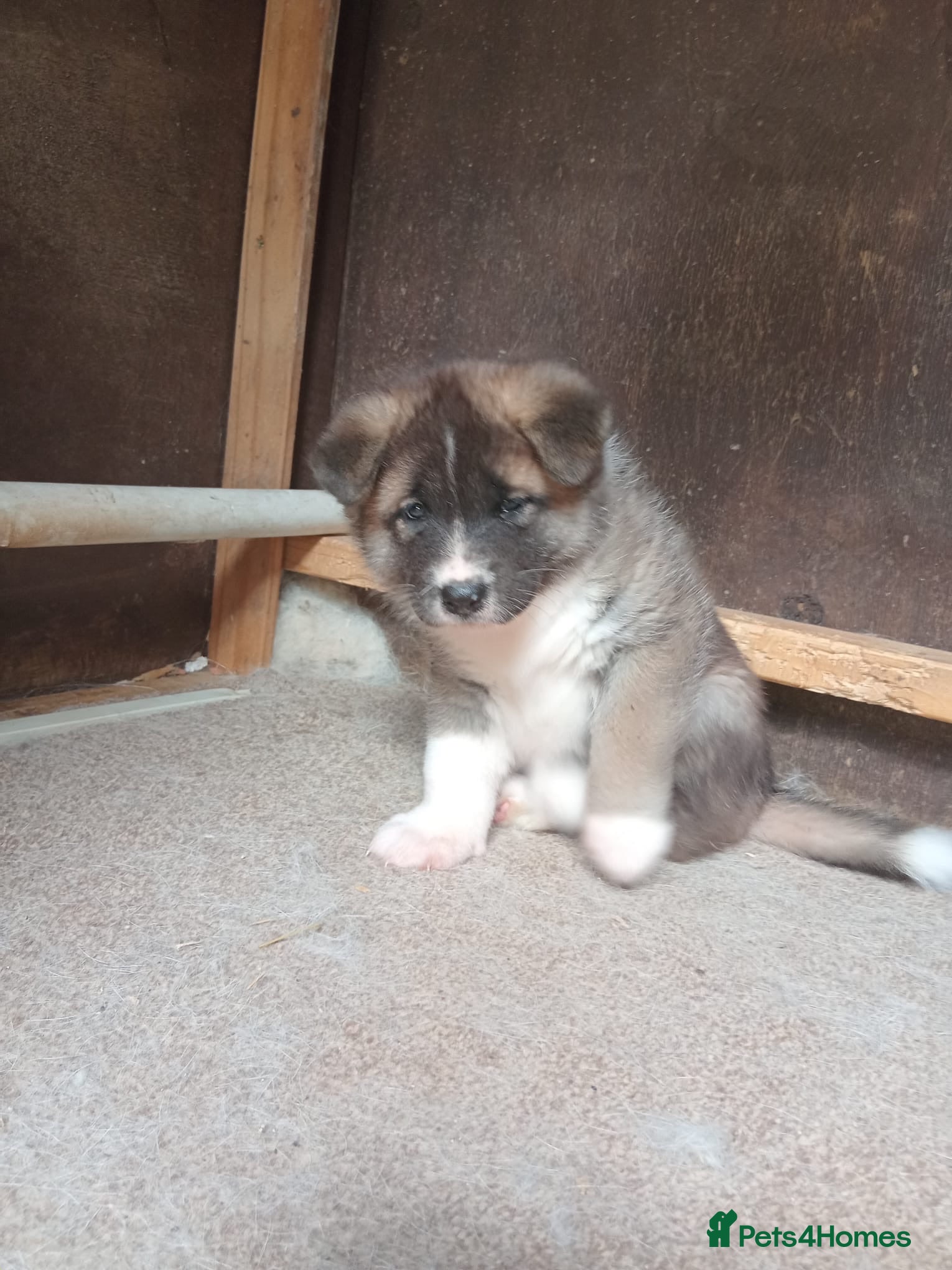 Akita dogs Akita puppy - Advert 1