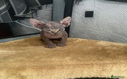 Sphynx cats for sale: Beautiful sphynx kittens - Image 3
