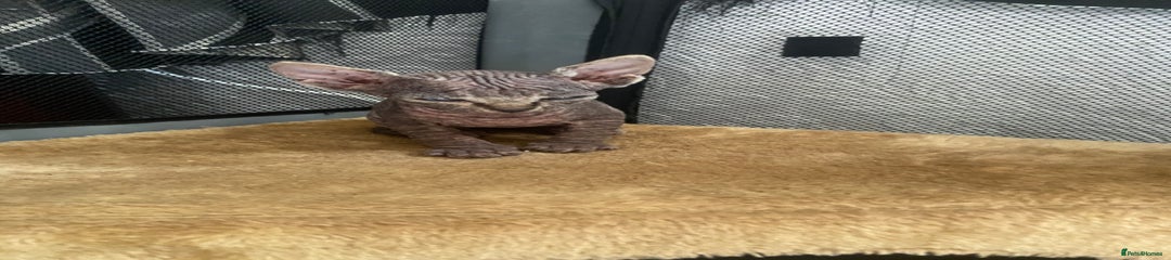 Sphynx Kitten 2