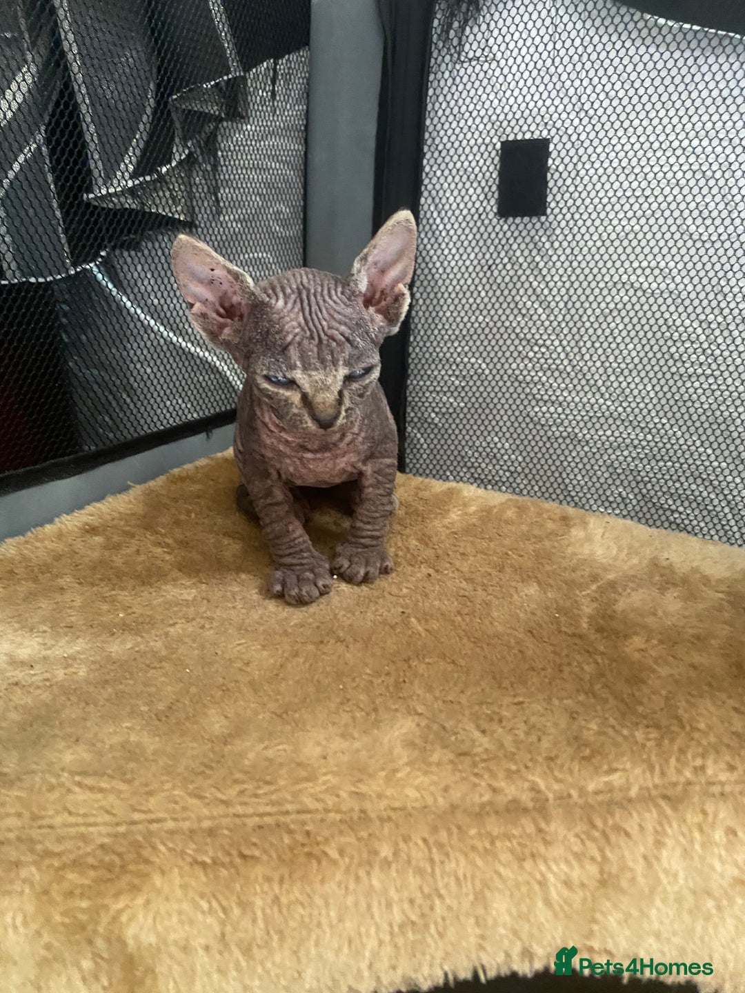Sphynx cats for sale: Beautiful sphynx kittens - Image 3