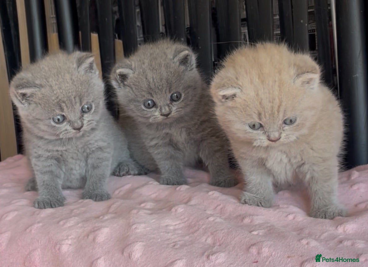 British Shorthair cats Beautiful Pedigree BSH kittens for sale  - Advert 2