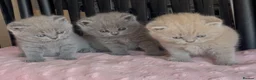 British Shorthair cats for sale: Beautiful Pedigree BSH kittens for sale  - Advert 2