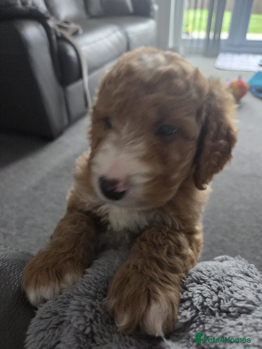 Goldendoodle dogs for sale: Red Goldendoodle Male  - Advert 4