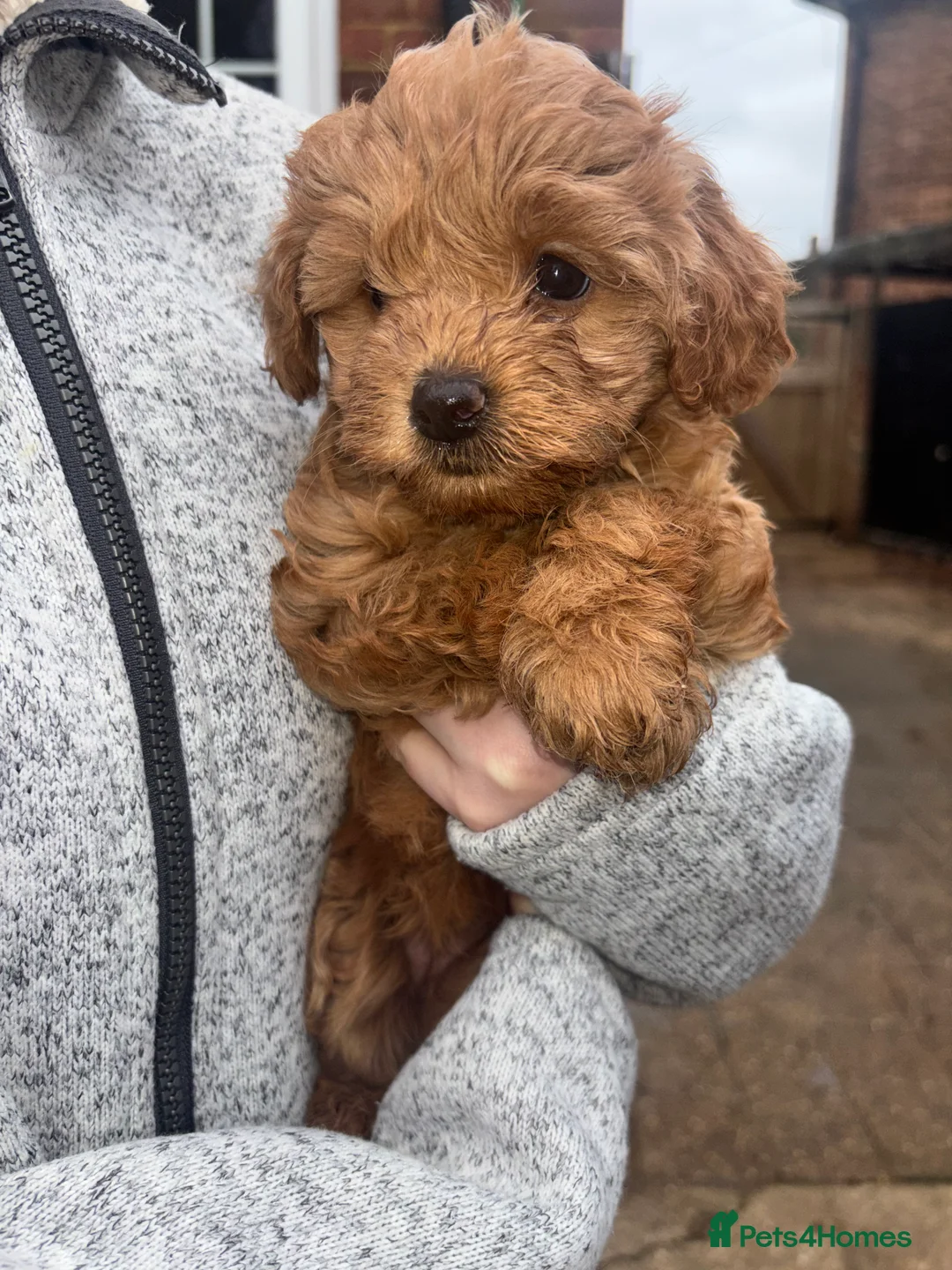 Cockapoo dogs for sale: F1B Mini Cockapoos - Advert 22