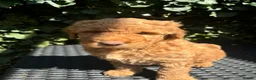 Labradoodle dogs for sale: *READY TO GO* Beautiful Labradoodle Pups - Advert 10
