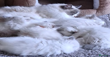 Ragdoll cats - Advert 11