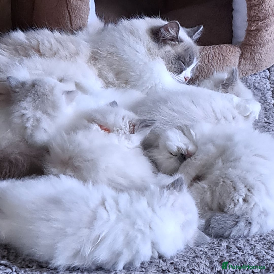 Ragdoll cats for sale: Ragdoll active girl and active boy - Image 3