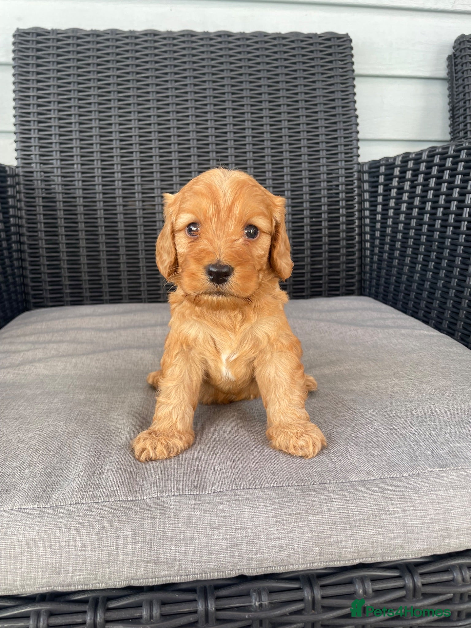 Cockapoo dogs Beautiful F1 cockapoos  - Advert 1